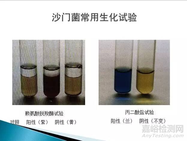 沙門氏菌檢測標準、方法及實驗關鍵點