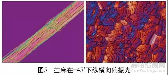 各類麻纖維在不同顯微鏡下的特征分析