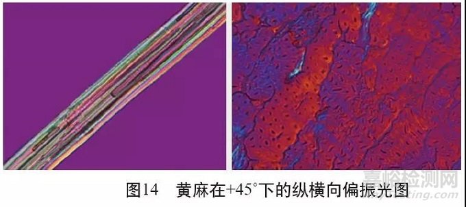 各類麻纖維在不同顯微鏡下的特征分析