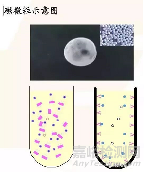 IVD之化學發(fā)光技術