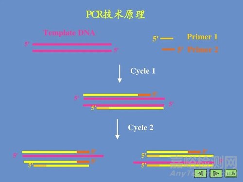 PCR的原理，基本反應步驟及反應條件優化