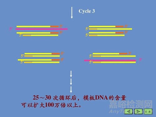 PCR的原理，基本反應步驟及反應條件優化