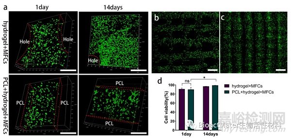 3D生物打印仿生半月板支架應用于組織工程領域