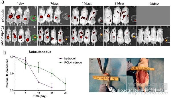 3D生物打印仿生半月板支架應用于組織工程領域
