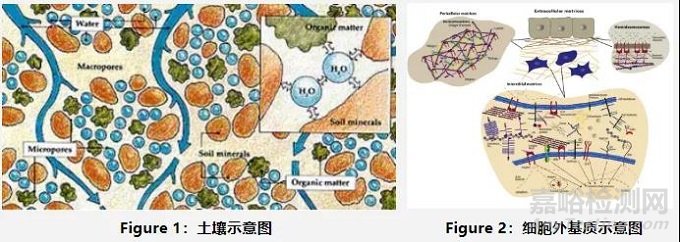 細胞外基質復合膠原蛋白成醫美新寵