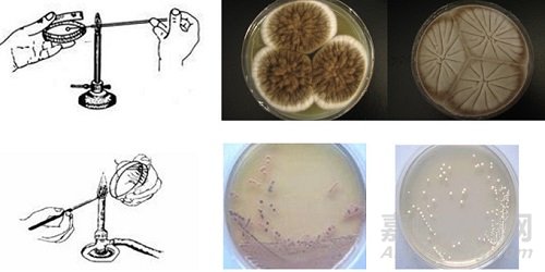 微生物檢測的接種、培養、分離純化、鑒定和保存