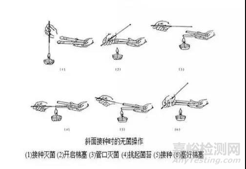 斜面接種操作指南