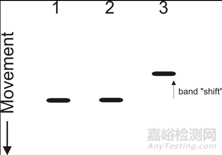 凝膠遷移實驗(EMSA)要點剖析